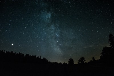 夜间树木的轮廓